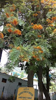 Grevillea%2Brobusta.jpg