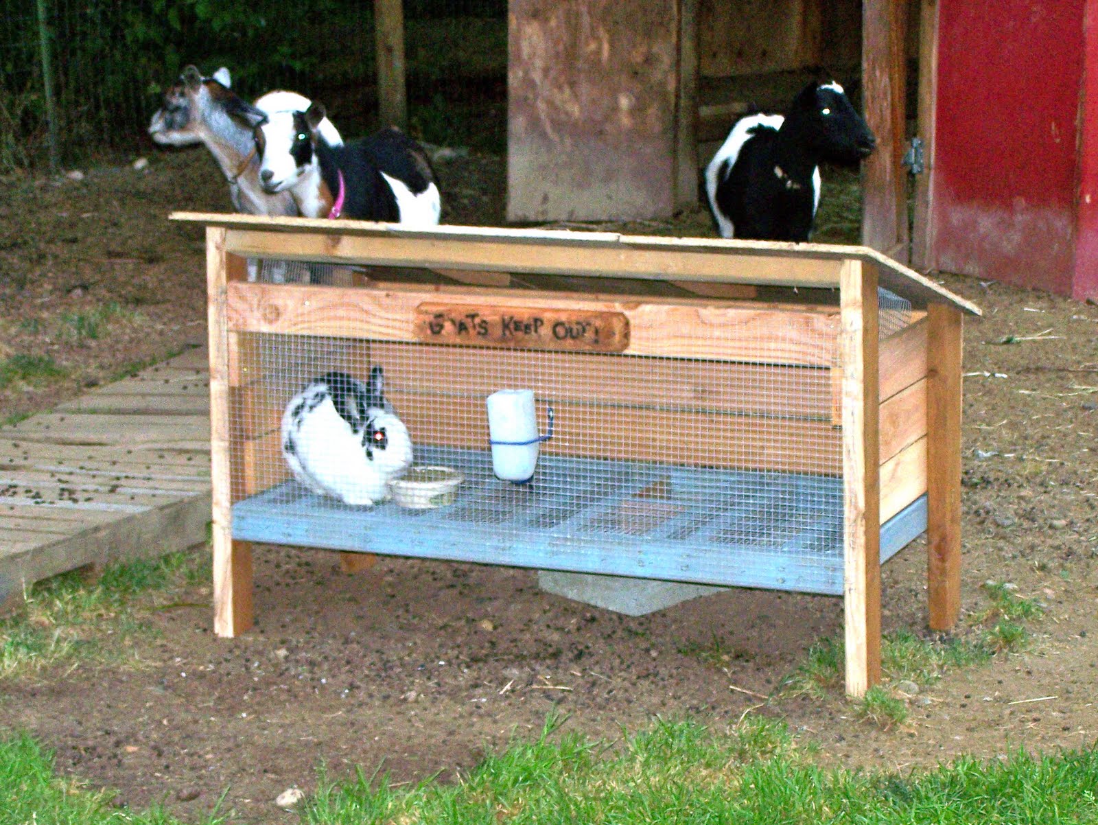 Down To Earth A Goatproof Rabbit Hutch
