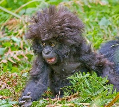 Wiki World: Gorilla Hair Do