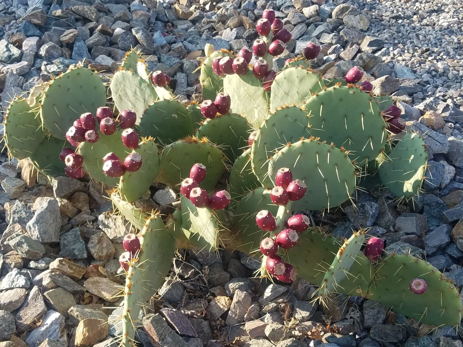 Free prickly pears for the taking
