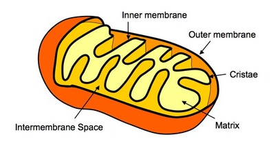 membran dalam mitokondria
