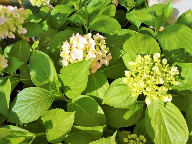 Hortensia (Hydrangea macrophylla (Thunb.) Ser.).