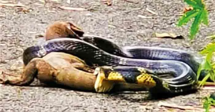 Snake, News, Kerala, Forest, Animals, Social Media, Viral, Monitor lizard filmed biting a King Cobra in a ferocious fight