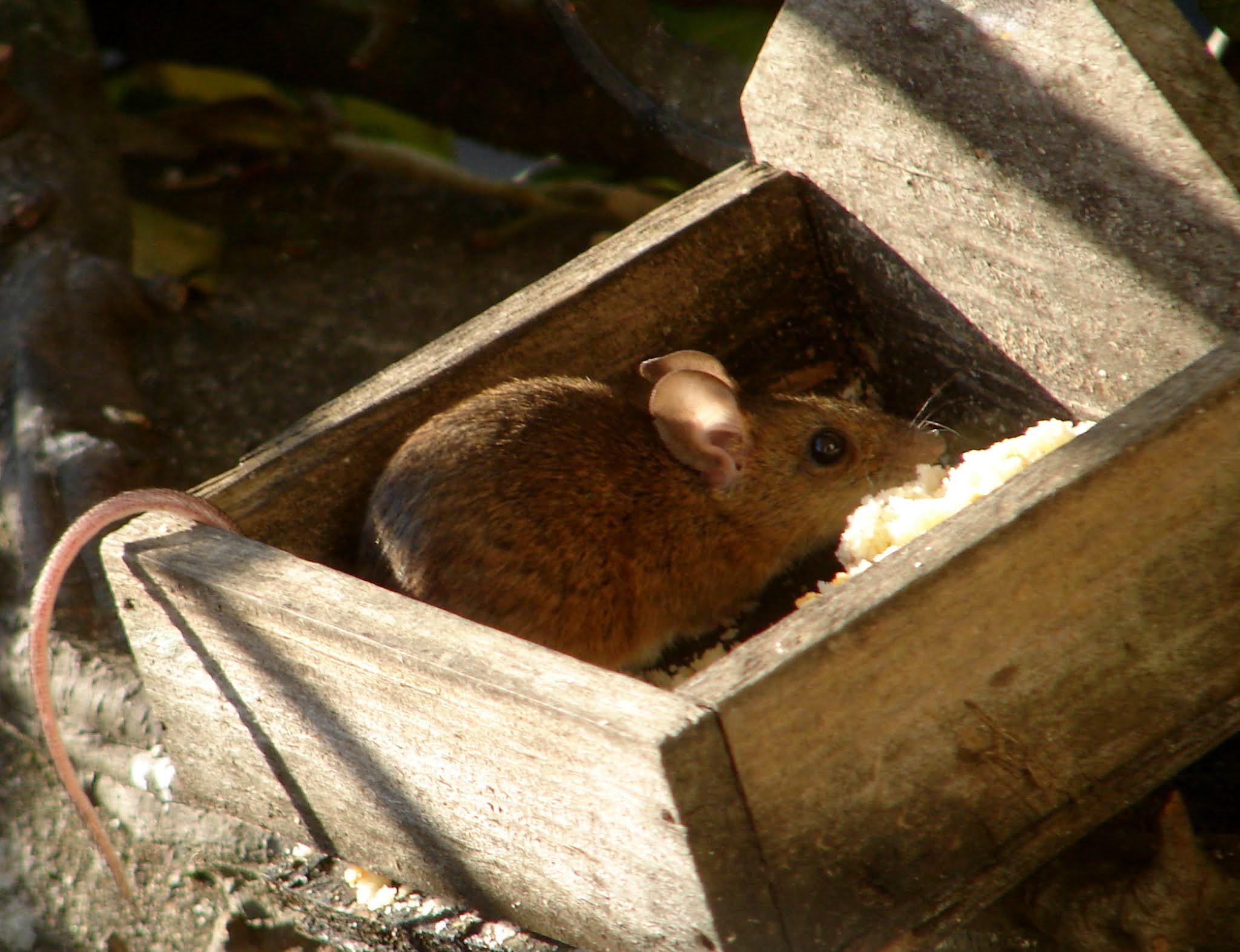 BREATHTAKING The WoodMouse Apodemus sylvaticus