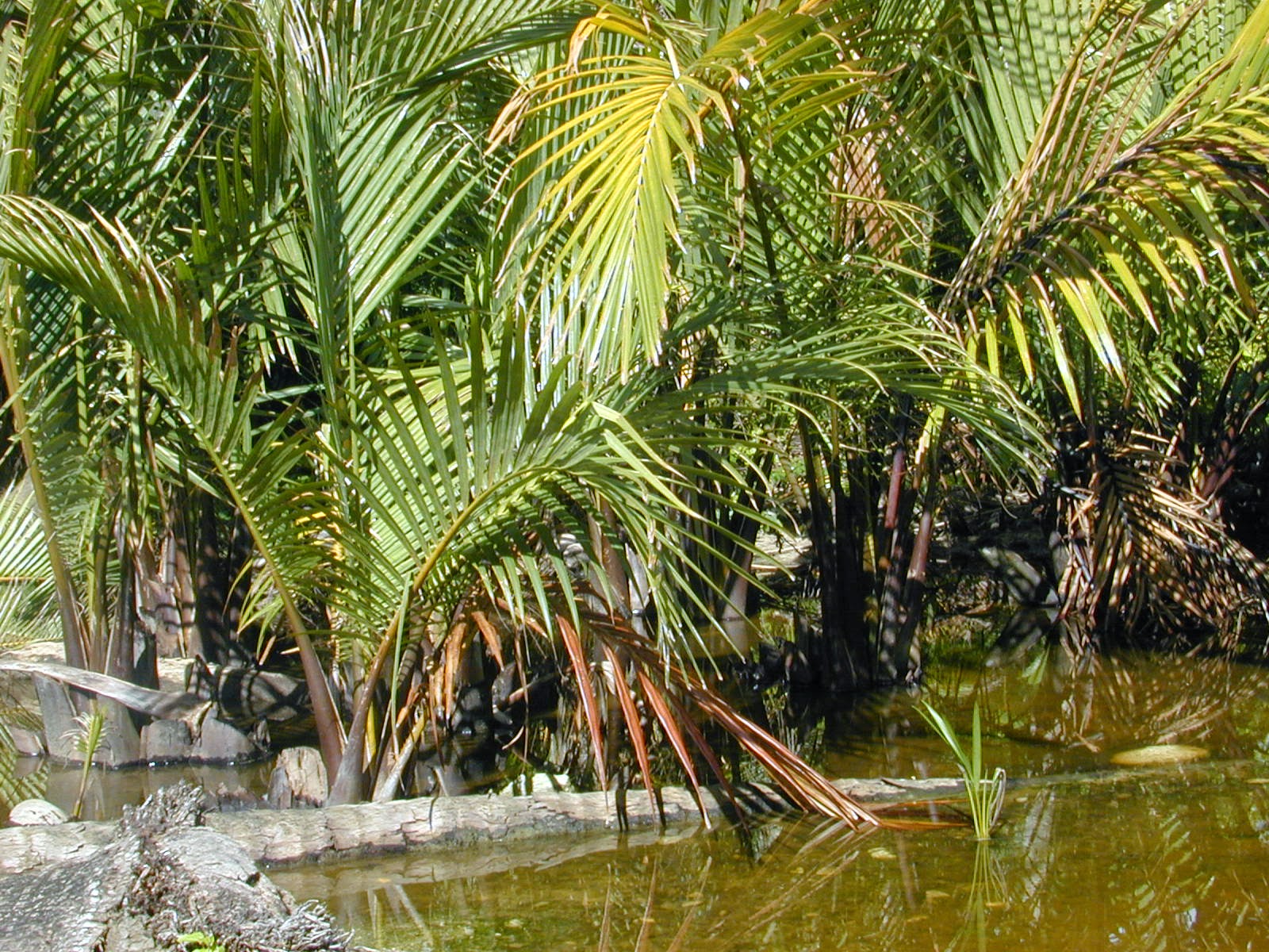 The Sundarban Of Bangladesh Hd Sundarban wallpaper collection The Sundarban Of Bangladesh Hd Sundarban wallpaper collection