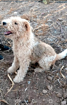 BOBBY - fox terrier 10 ans - Asso Terriers sans Frontières  BOBBY