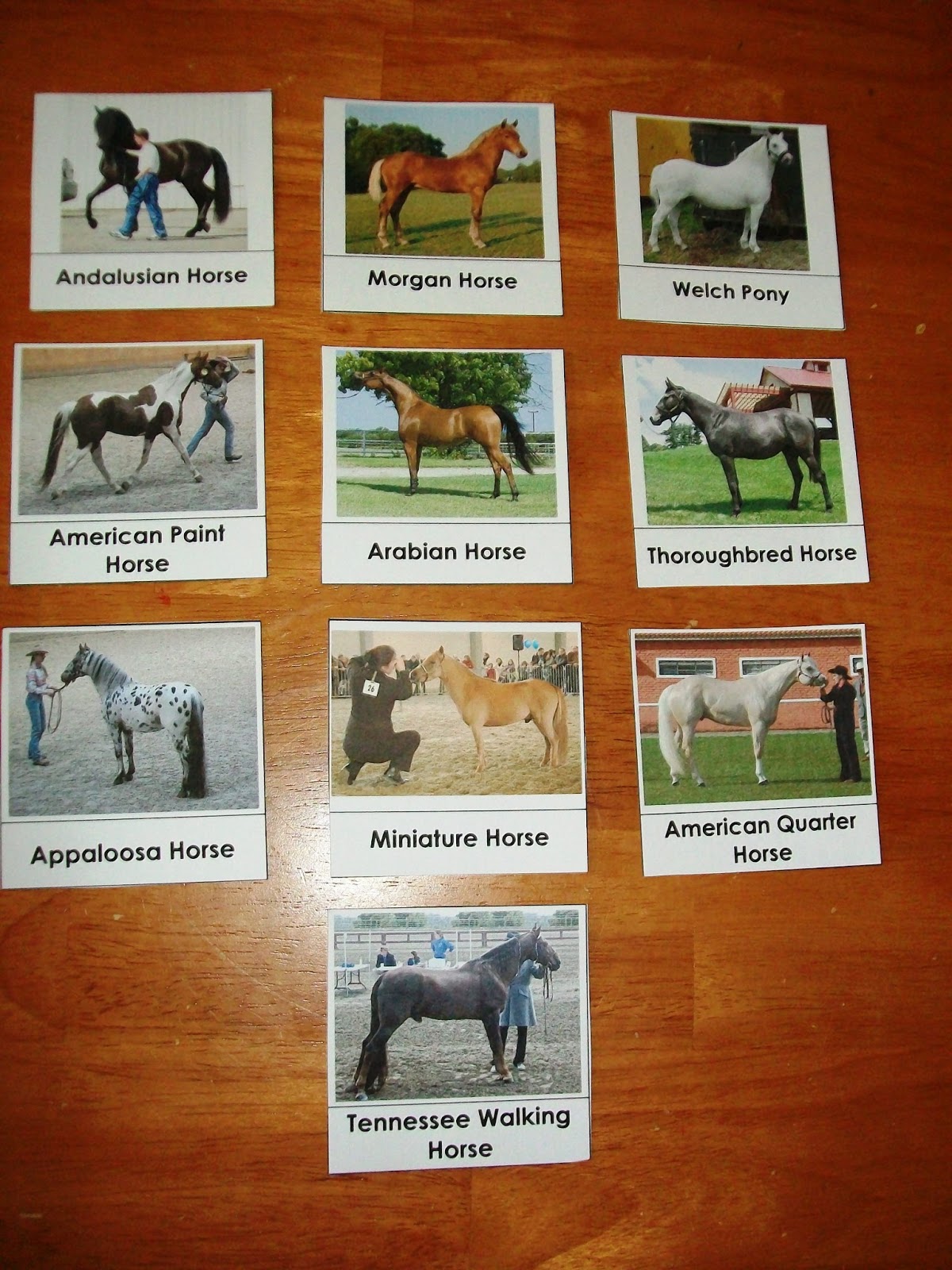 Knights Unit with Free Printable - Every Star Is Different