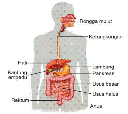 Soal biologi sistem pencernaan