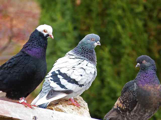 Gambar burung merpati balap