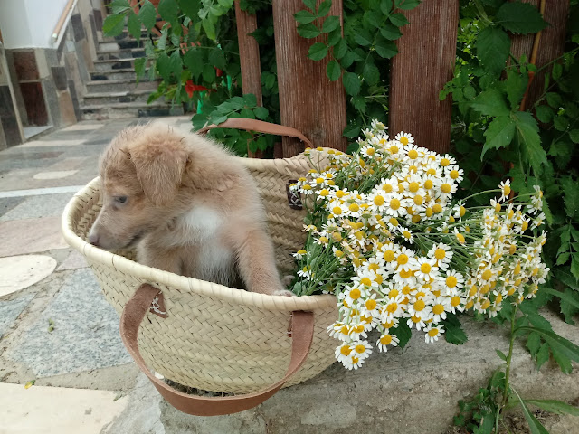Mascota perrito intenta salir de la cesta de mimbre con flores