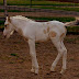 Lakna's Liberty - Choctaw Pony