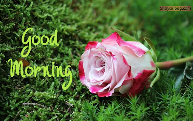 Good Morning Flowers HD Wallpaper Good Morning Flowers HD Wallpaper