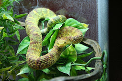 viper bush african leaf snake common wallpapers variable tree downloads desktop