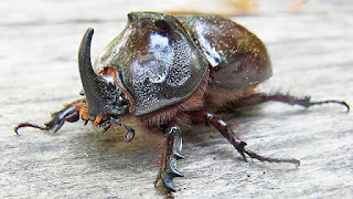Kumbang Tanduk Makan Apa? 