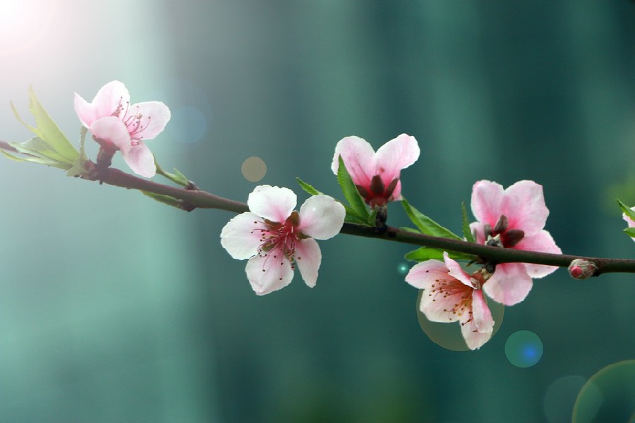 6 Loài hoa anh đào đẹp phổ biến nhất  nguồn gốc và ý nghĩa
