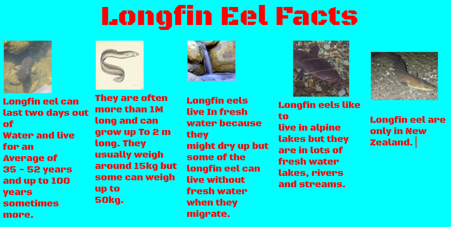 Charles@ PaparoreSchool: Tuna Kuwharuwharu (Longfin Eel)