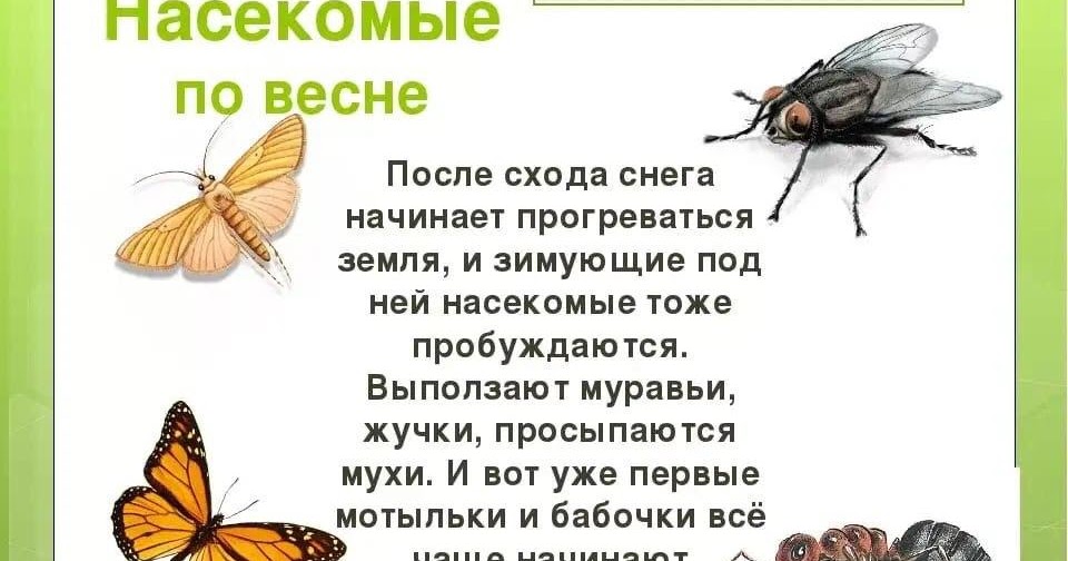 Жизнь насекомых весной. Насекомые весной для дошкольников. Стихи про насекомых. Картинки насекомых с описанием для детей. Насекомые презентация.