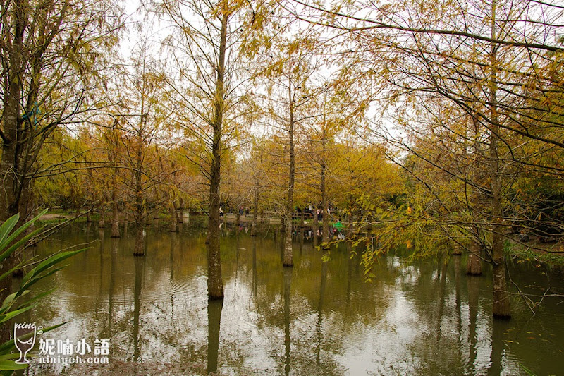 【花蓮秘境】鈺展苗圃。秋冬限定絕美落羽松秘境 【花蓮秘境】鈺展苗圃。秋冬限定絕美落羽松秘境