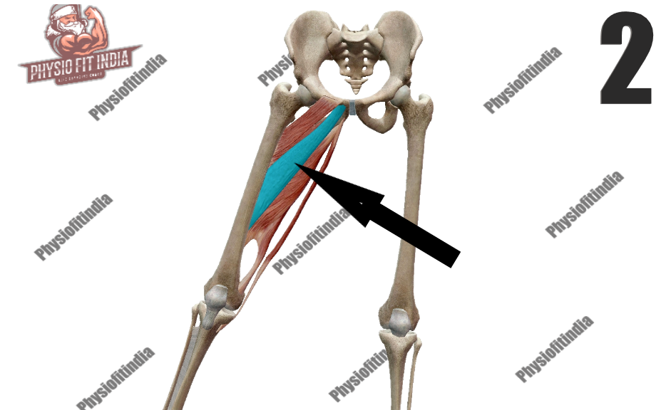 Basic muscle anatomy Quiz