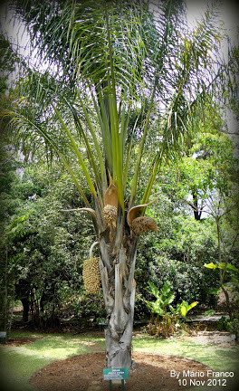 Meu Cantinho Verde: INAJÁ - ( Attalea maripa )