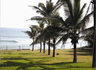 Gopalpur Palm Cocunut Trees, Gopalpur on Sea, Gopalpur Beach