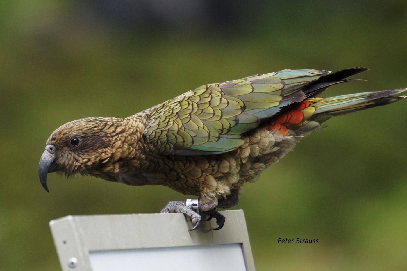Попугай хищник. Хищный попугай Кеа. Новозеландский попугай Кеа. Попугай Кеа новая Зеландия. Попугай породы Кеа.