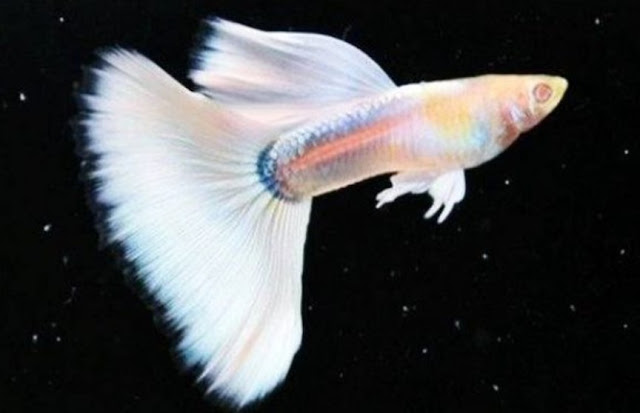 jenis ikan guppy full platinum