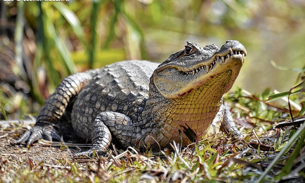 NOTICIAS SUR CALI DAGMA TRASLADARA LAS BABILLAS DEL LAGO DE CIUDAD JARDIN