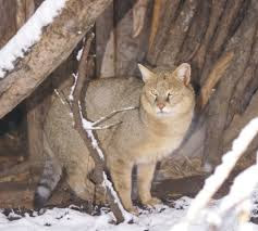 alt="gato de la jungla entre la nieve"