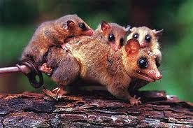 PLAAN : Muca - Didelphis marsupialis/Didelphis virginiana