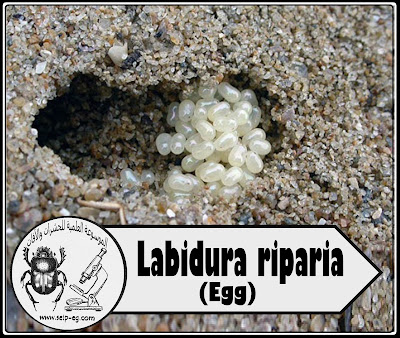 بيض أبو مقص نوع Labidura riparia 