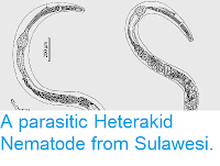 http://sciencythoughts.blogspot.co.uk/2014/11/a-parasitic-heterakid-nematode-from.html
