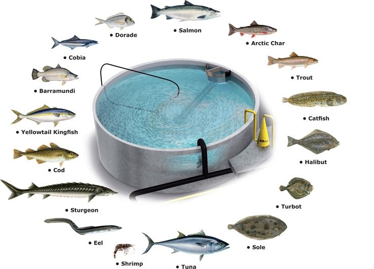 Aquaculture Types Benefits And Importance Fish Farming Conserve Energy ...