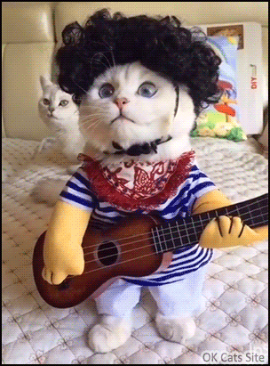 Funny Cat GIF • Cute kitty dressed up as guitar player guitar hero singing 'Love me tender' Funny Cat GIF • Cute kitty dressed up as guitar player guitar hero singing 'Love me tender'