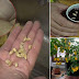 HOW TO GROW A LEMON TREE FROM SEED EASILY IN YOUR OWN HOME