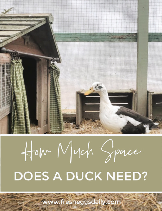How Much Space Does a Duck Need? Fresh Eggs Daily® with Lisa Steele