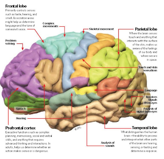 Functions of The Cerebral Cortex