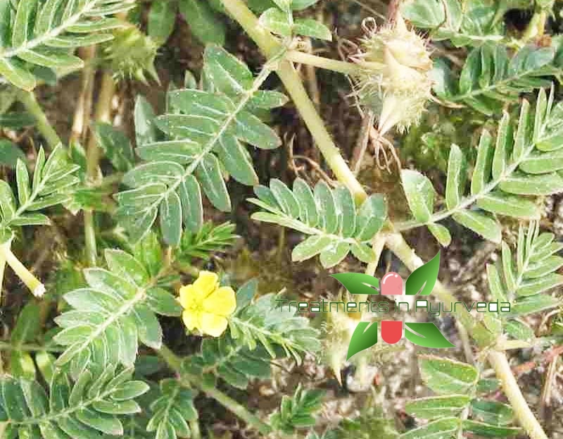 10 effective medicinal uses of Ayurvedic herb Gokshura (Tribulus plant