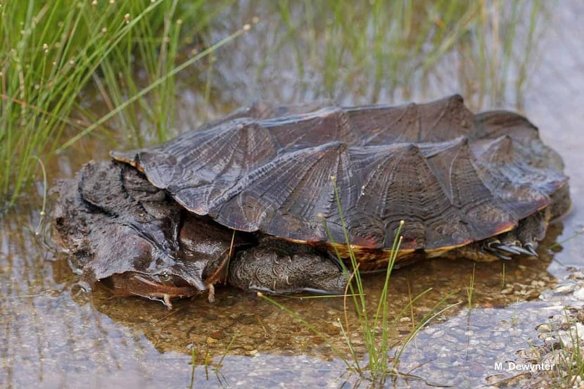 Chelus fimbriata