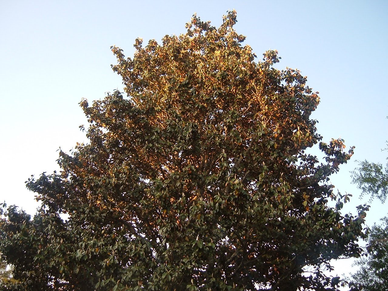 Melissas Barefoot Work From Home Blog Legal Transcriptionist Needed