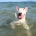 15 Reasons English Bull Terriers Are Not The Friendly Dogs Everyone Says They Are