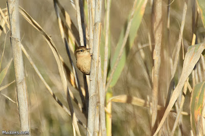 Cargolet (Troglodytes troglodytes)