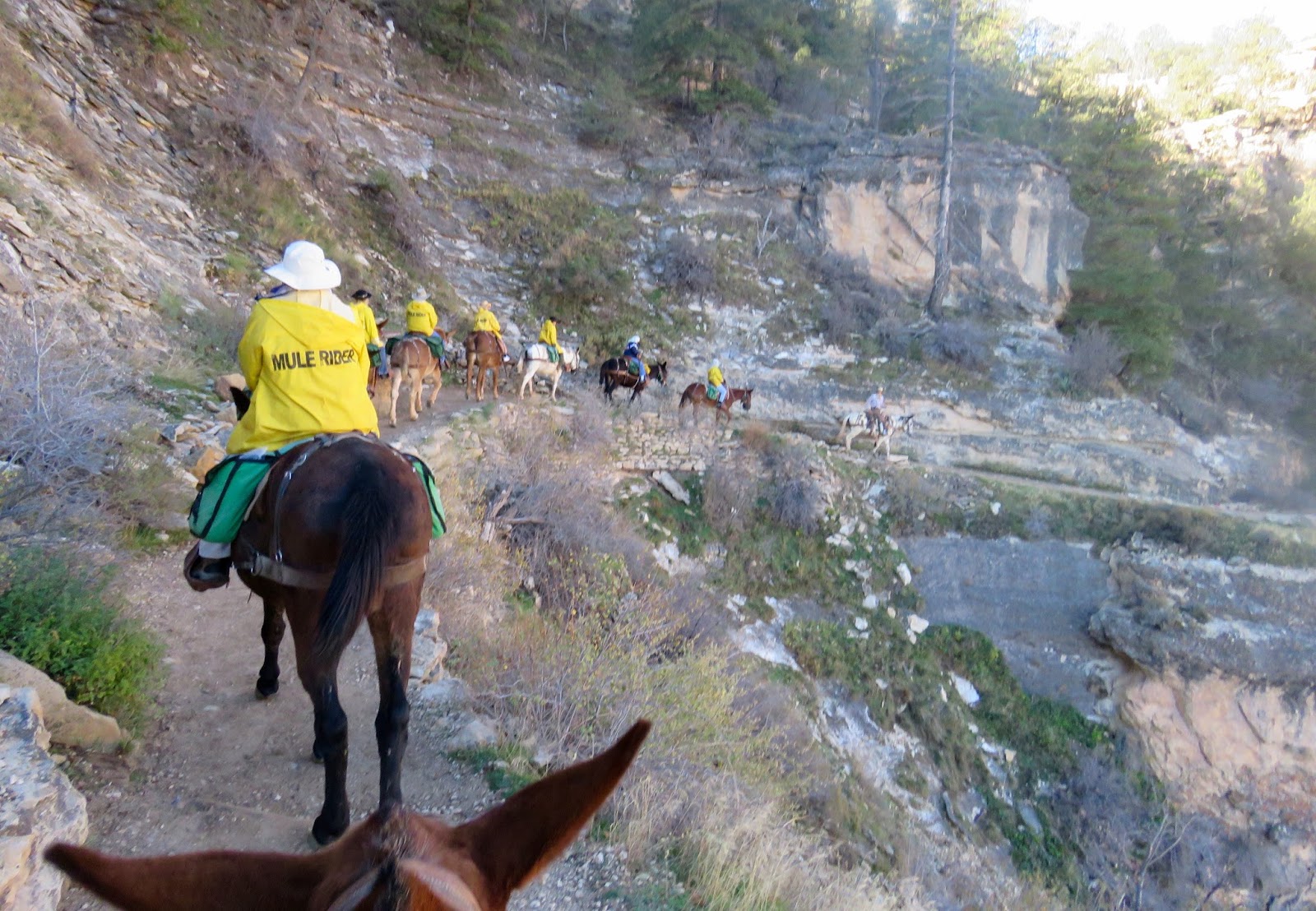 Where's Liz? 2016: Grand Canyon Mule Trip...the ride down to Phantom Ranch