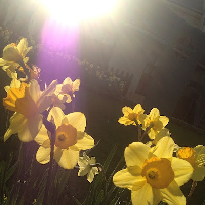 Sunshiny Daffodils