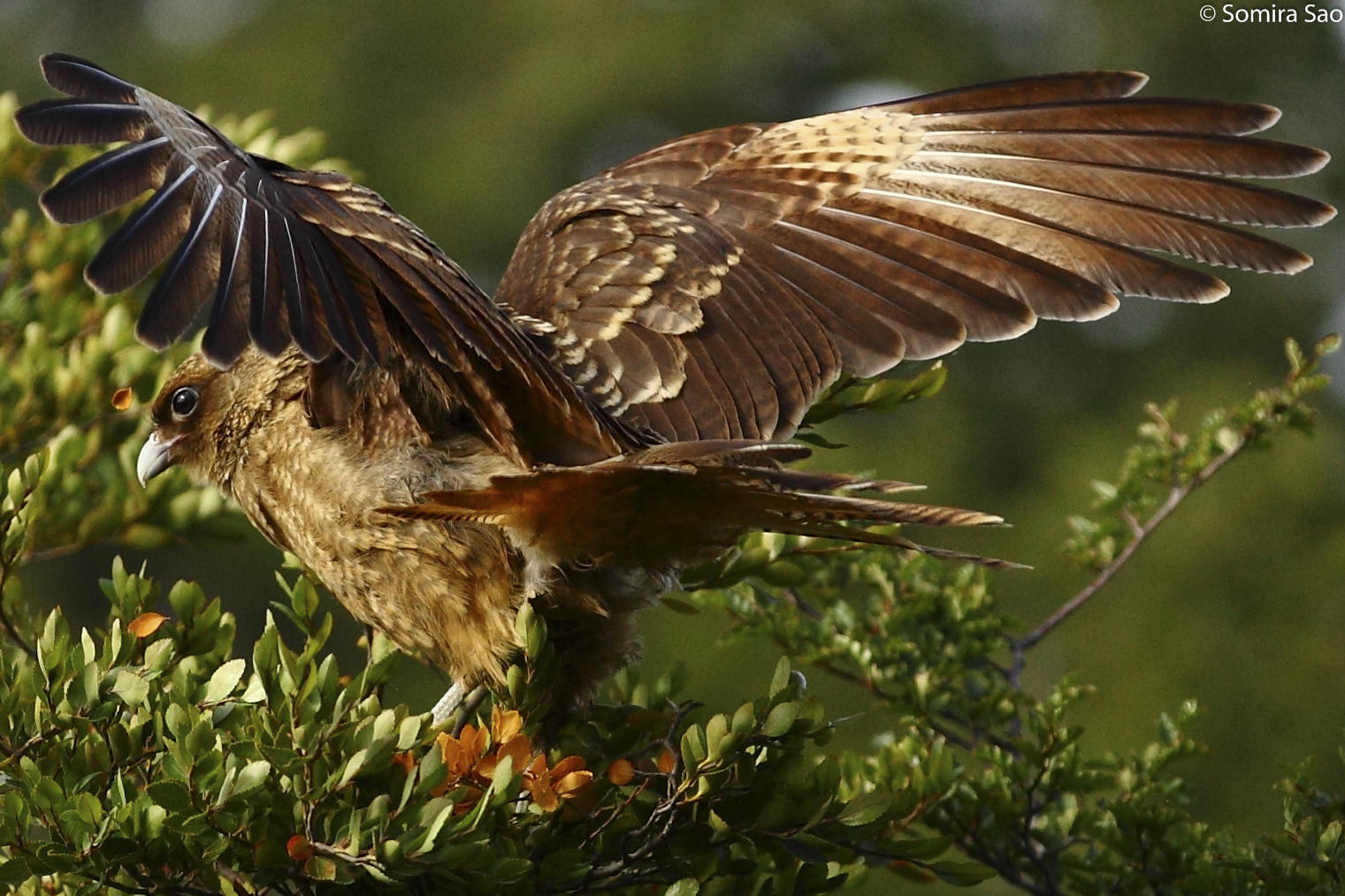 Anasazi Racing: chimango caracara / milvago chimango / tiuque