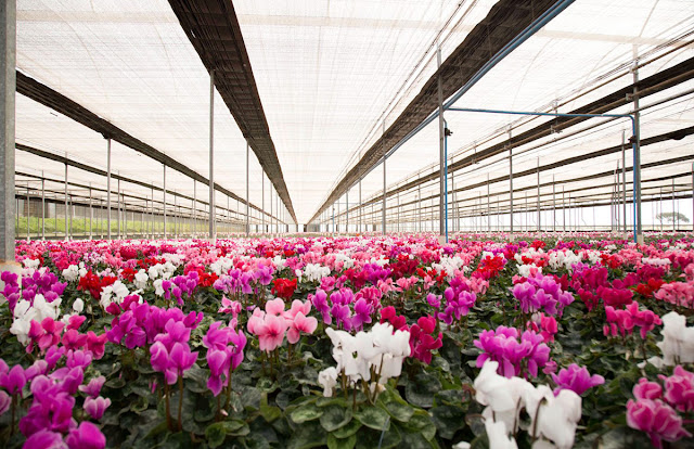 Estufa de produção de ciclamens