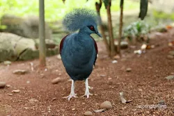 taman burung tmii jakarta