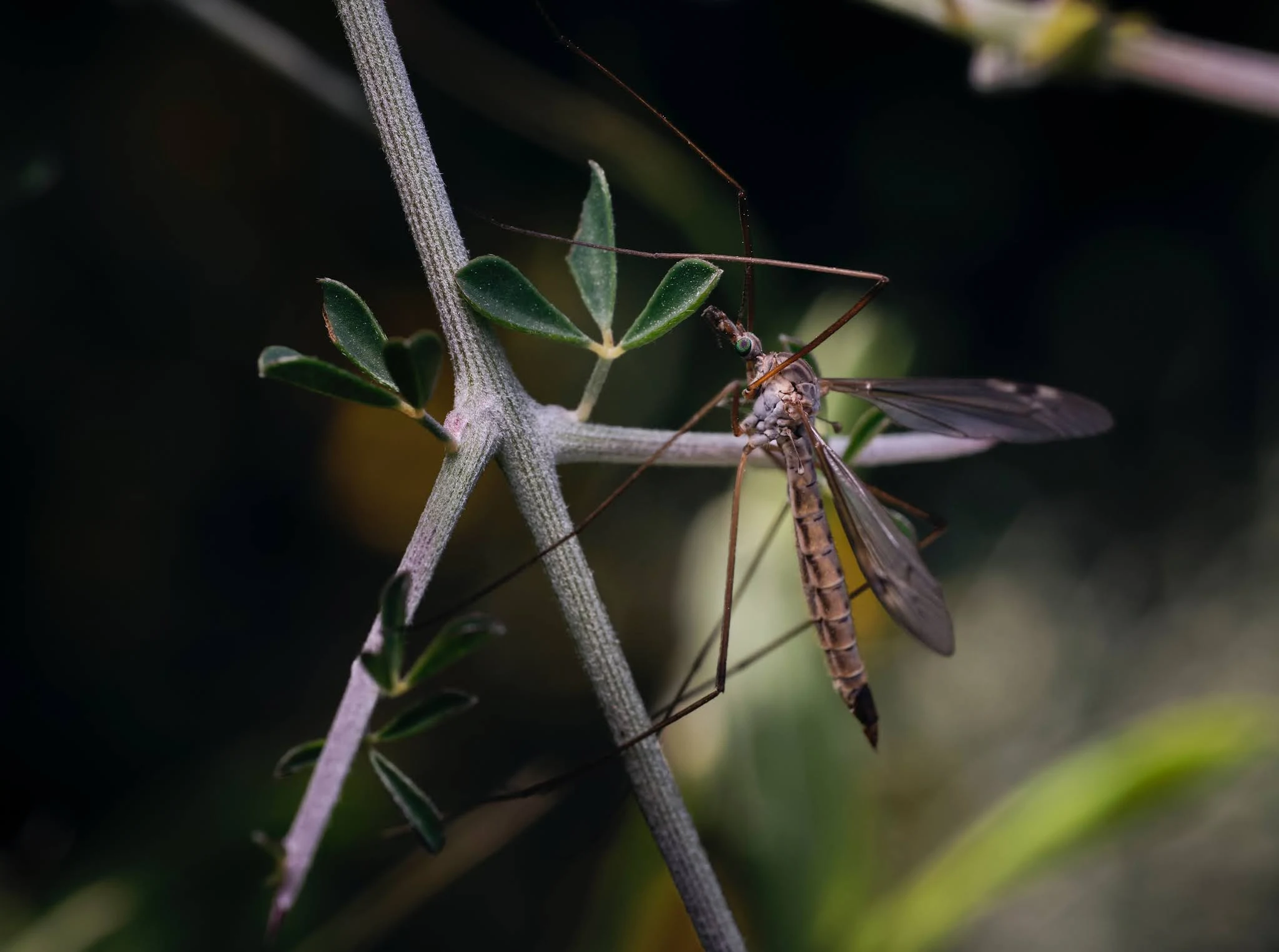 ansias exterminadoras mosquitos necesarias