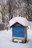 ruche en hiver