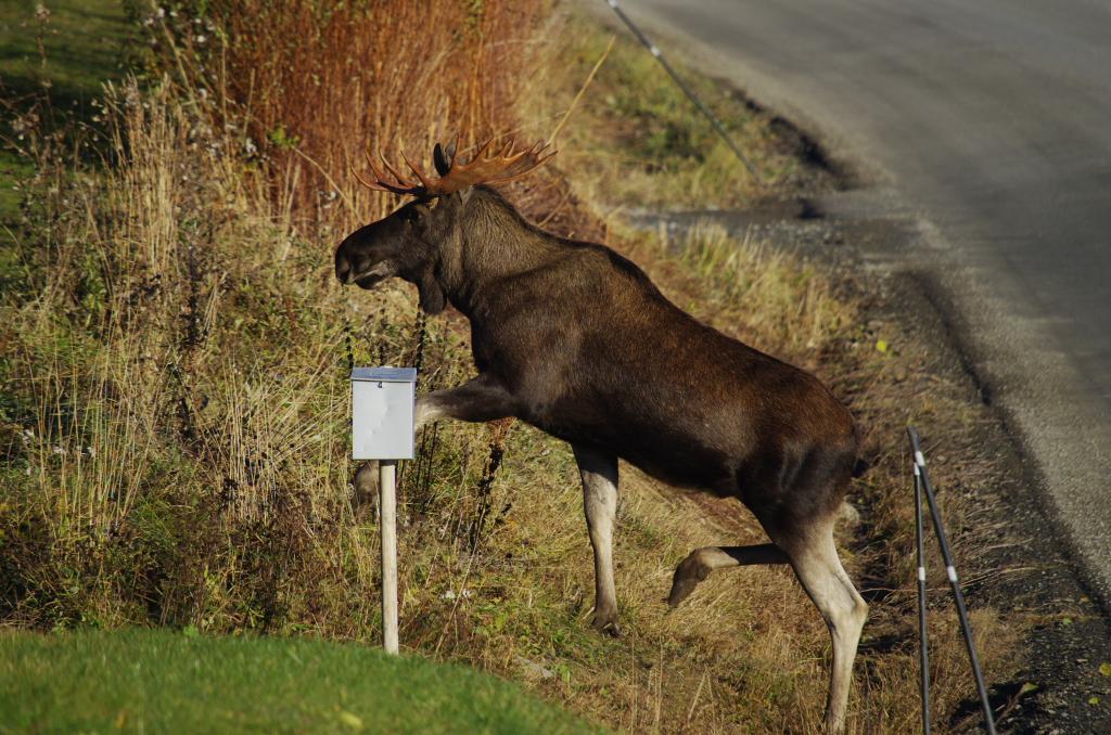 NATUROBSERVATØREN "Elgjakt"